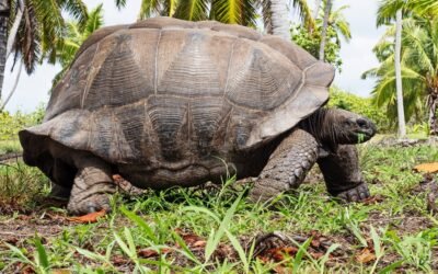 What Turtles Can Teach Humans About the Science of Slow Aging