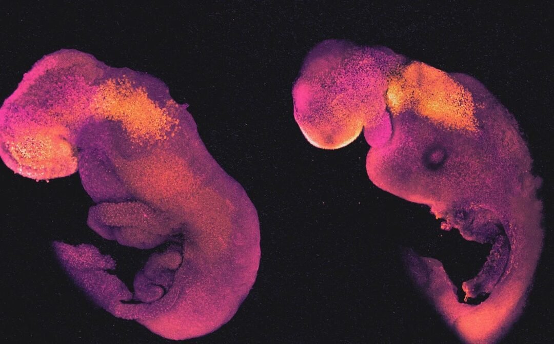 ‘Embryo Models’ Challenge the Legal, Ethical, and Biological Concepts of an ‘Embryo’